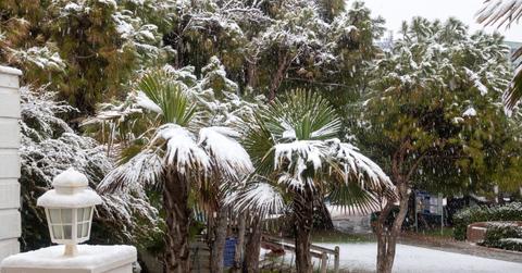 Cold Frames For Palms