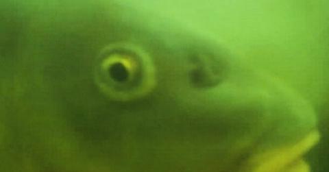 fish at fish doorbell