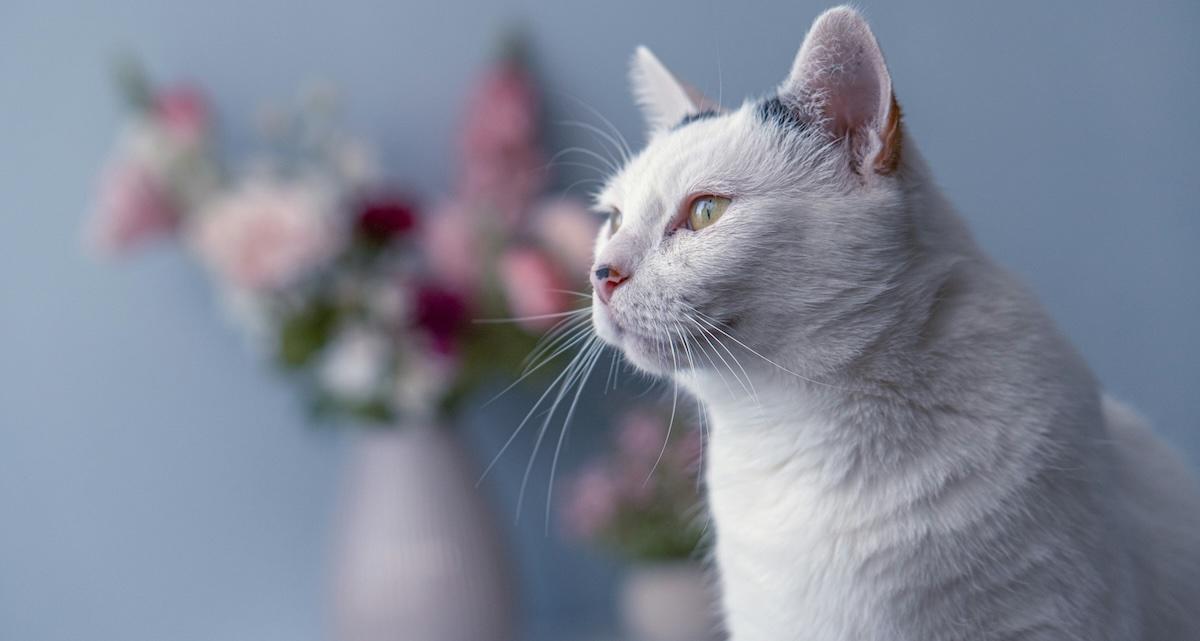 cat with flowers in background