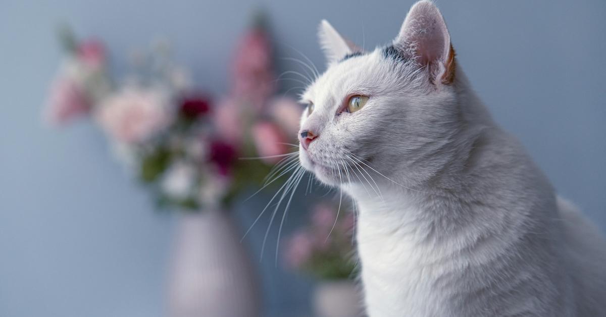 Are the Flowers of a Lilly Toxic to Cats When They Eat Them?