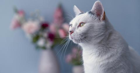 cat with flowers in background