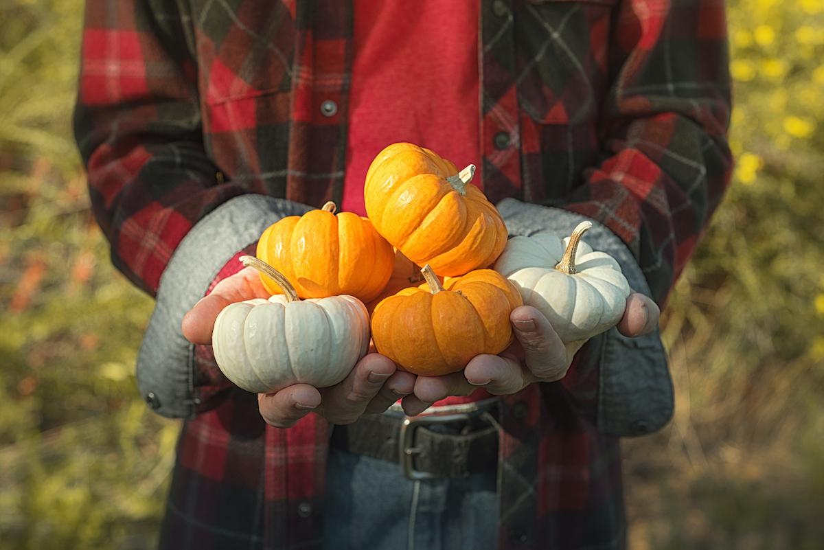 mini pumpkin halloween