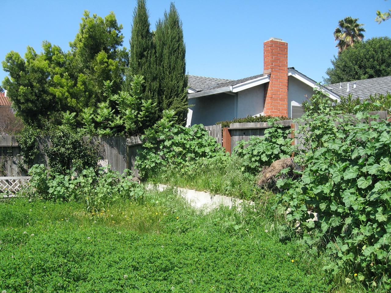 Overgrown yard