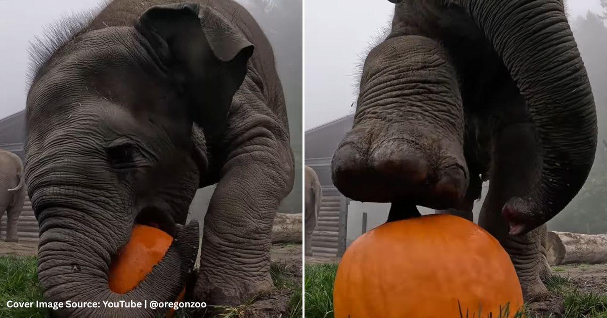 A baby elephant is playing with a pumpkin. (Cover Image Source: YouTube | @oregonzoo)