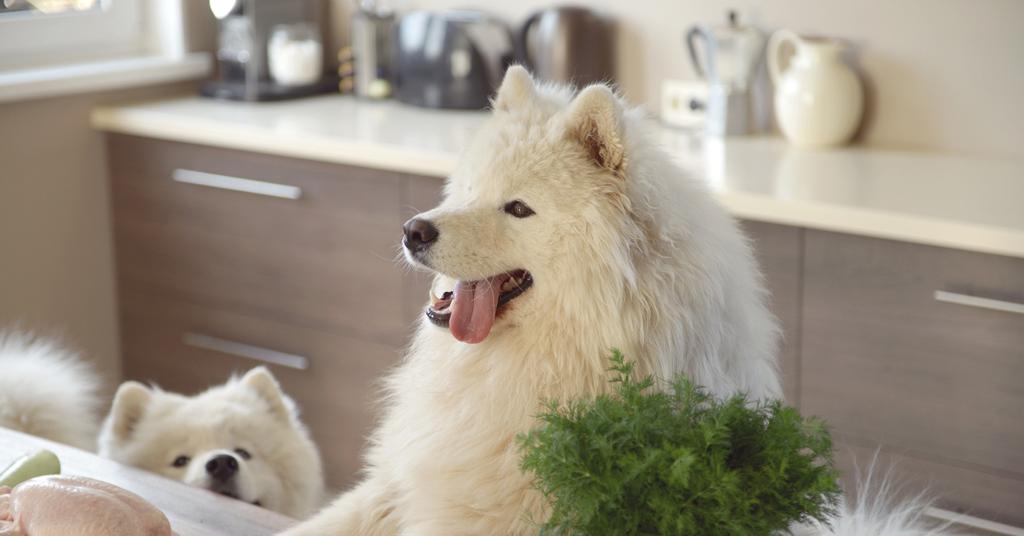 Picture of Sources of Omega-3 Fatty Acids for Dogs
