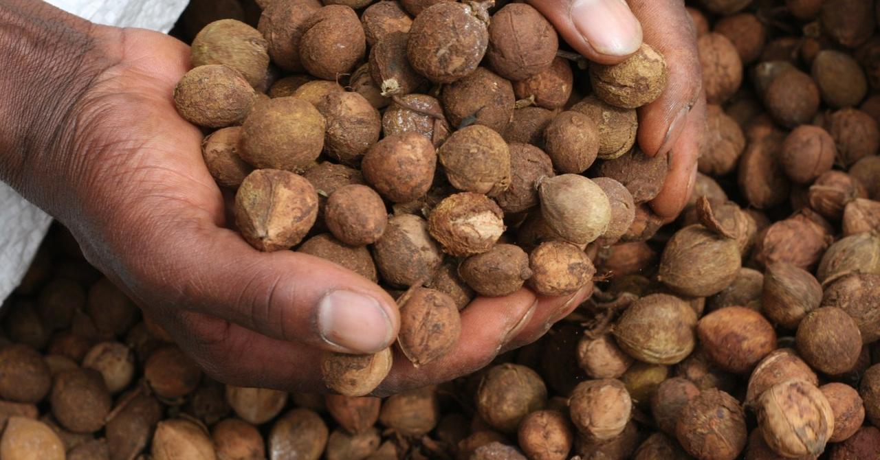 Are Kenya's Croton Nuts the Future of Biofuels? Details