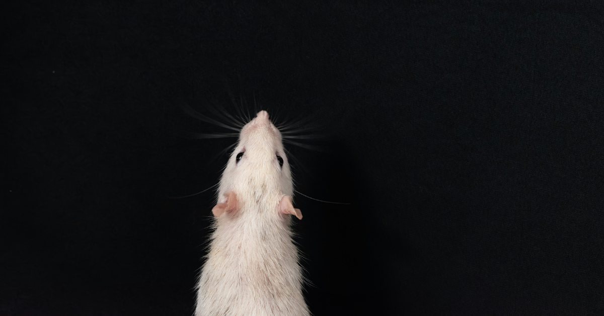 Overhead view of a white lab rat