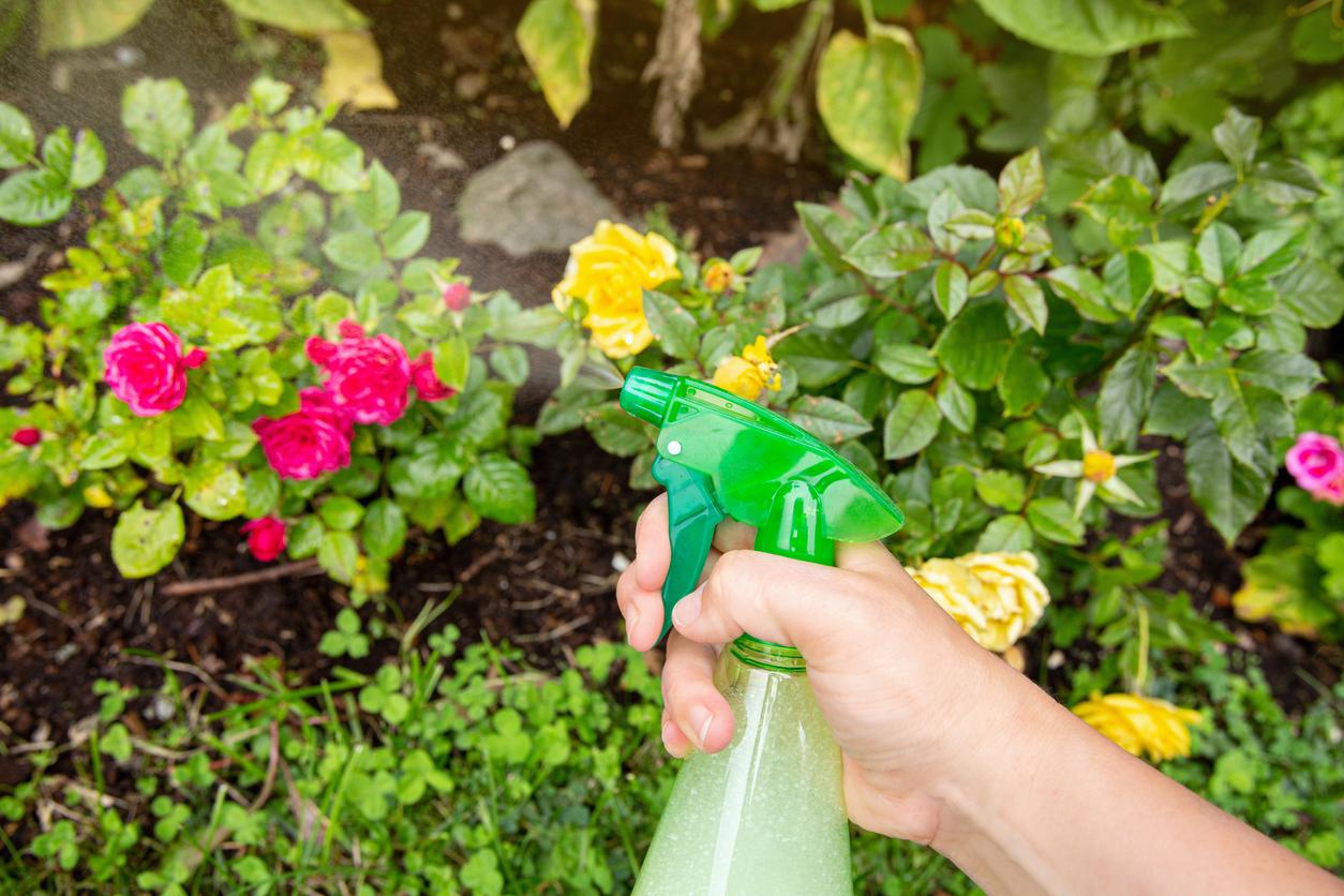 Person using a homemade spray on a pink rose bush outside.