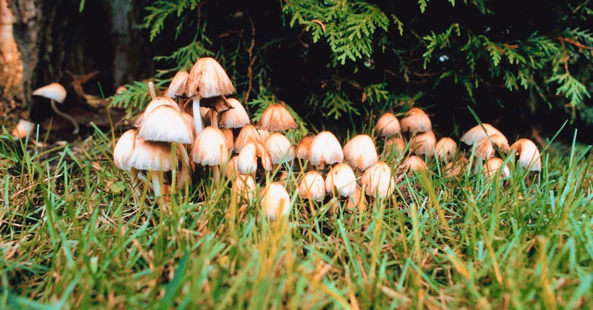 mushroom farming