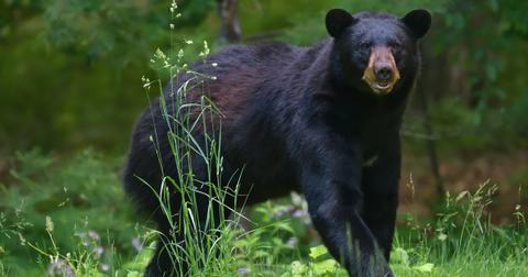A black bear wanders through the woods.