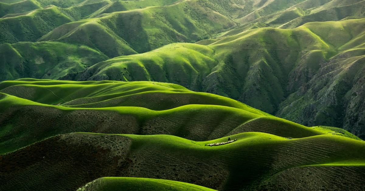 Rolling green hills hide a heard of sheep