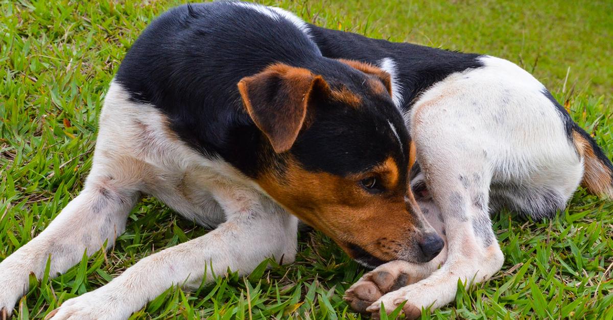 can dogs have seasonal allergies