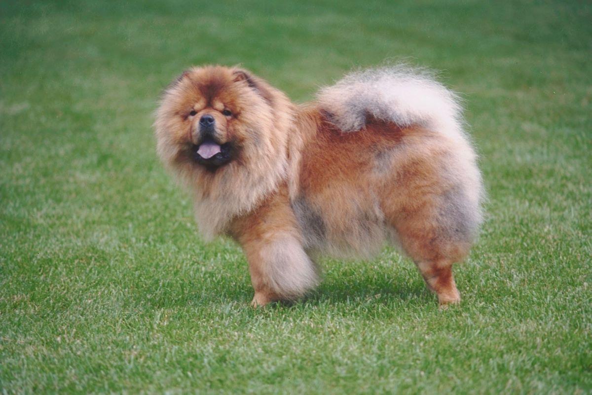 A Chow Chow on the lawn