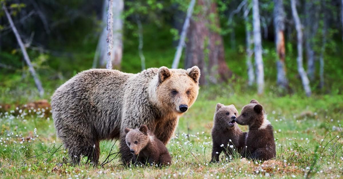 Mama bear and her cubs