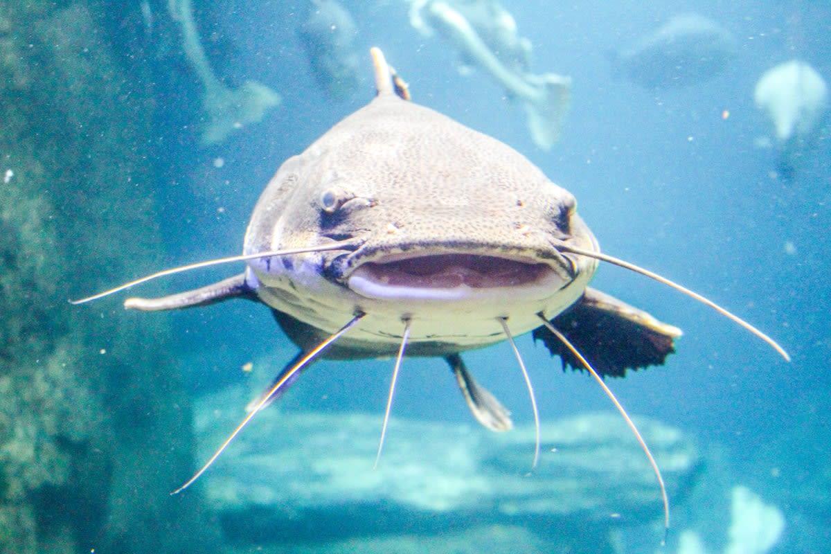 pn/dbdcacbb bc a e acdbd