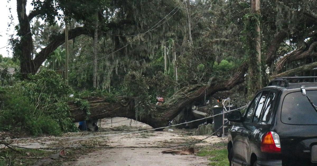 A tree downed during Hurricane Milton blocks a road in Tampa, Florida