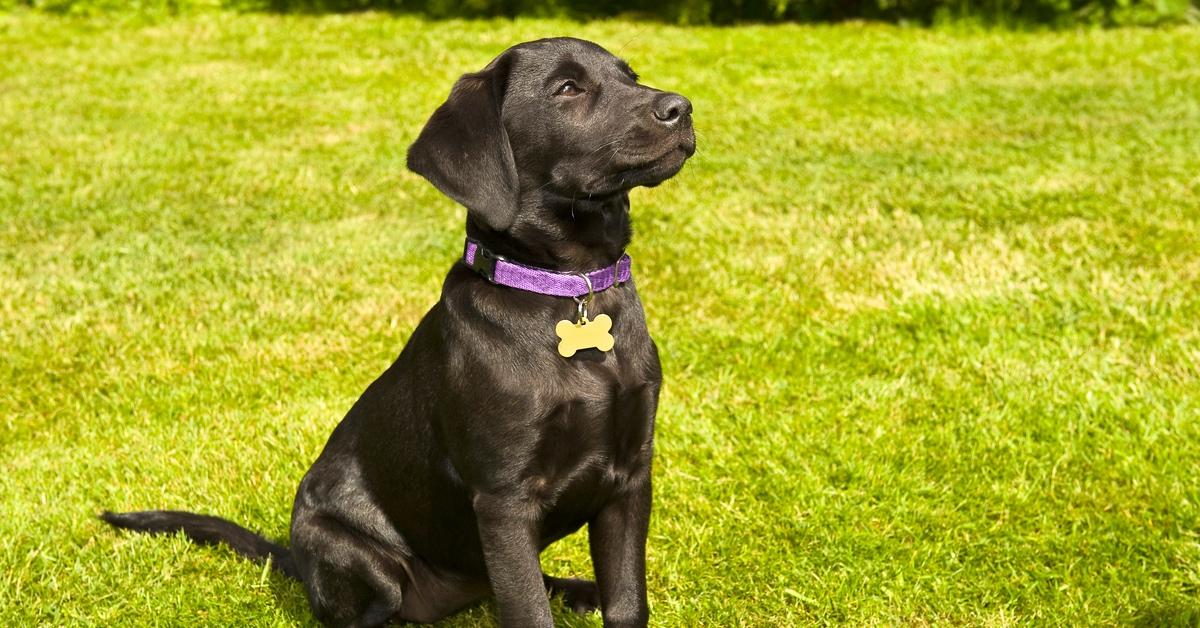 Black Labrador retriever sits in grass with a purple collar and a blank bone-shaped name tag.