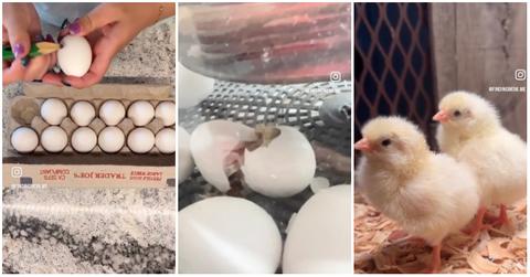 User hatches fertilized eggs from Trader Joe's