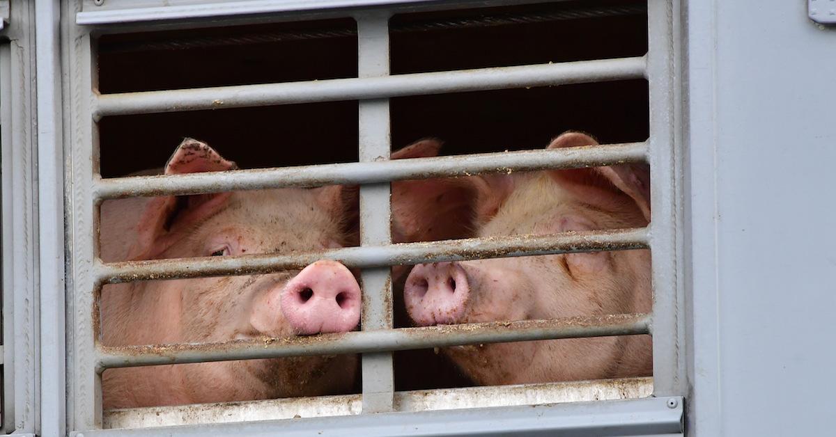 Pigs in factory farm