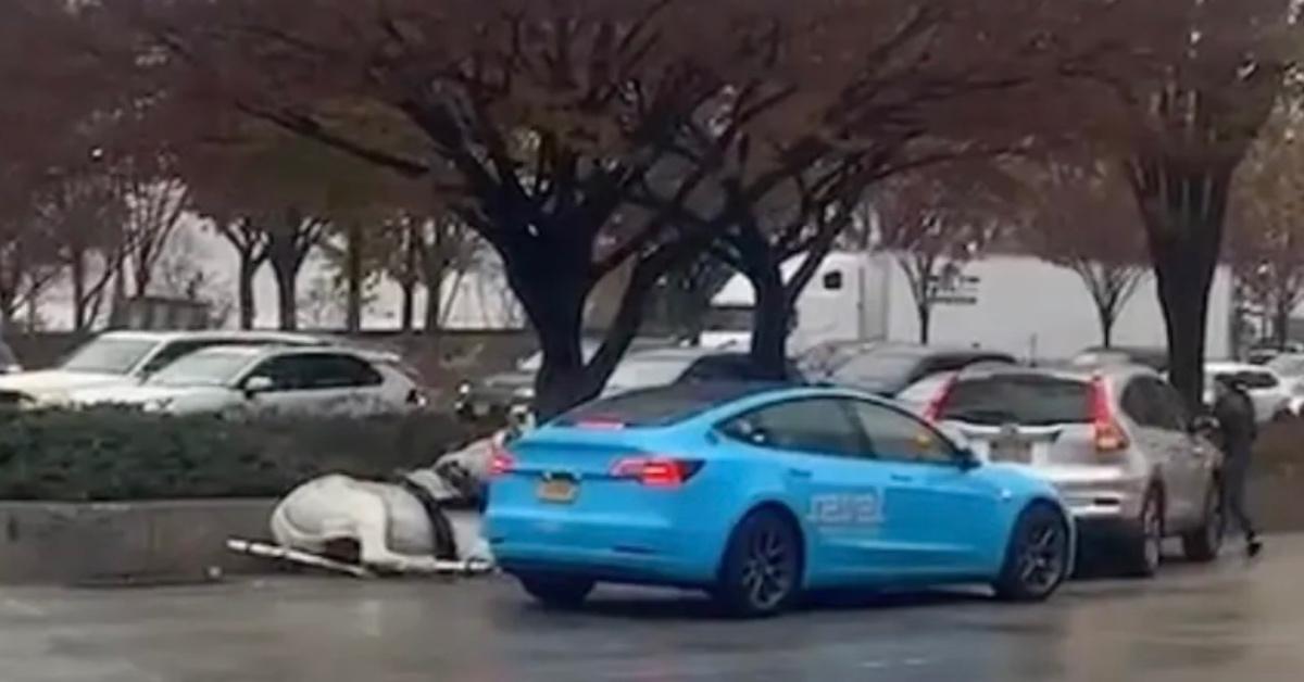 Injured NYC carriage horse Gunnar laying down on ground next to vehicle.