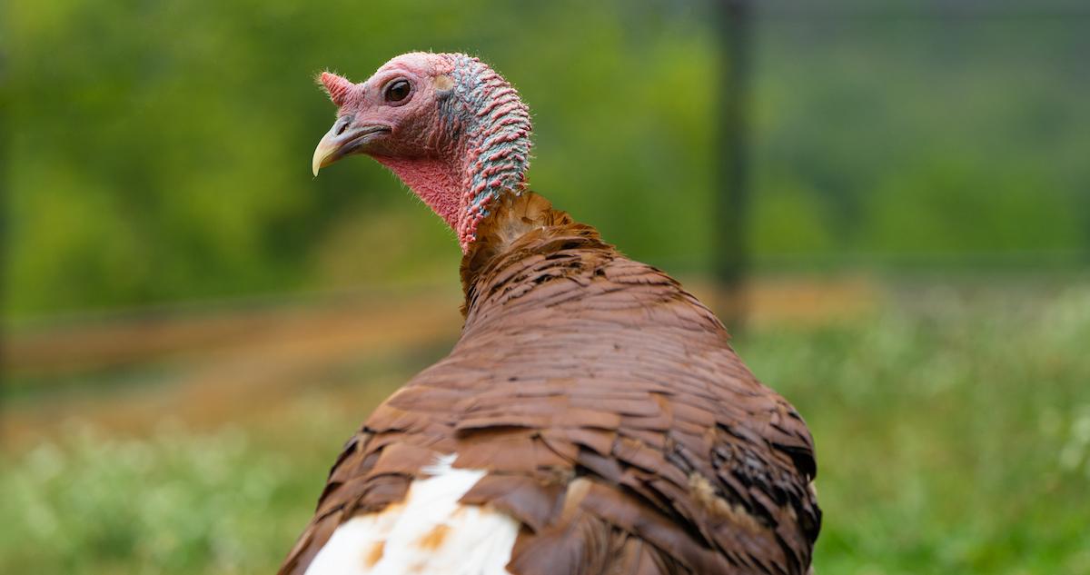 A turkey with a green field in the background