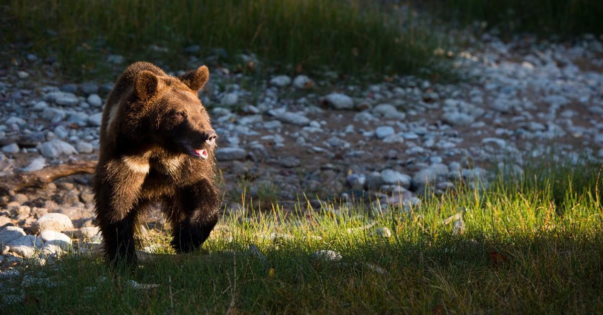 Two-year-old grizzly bear