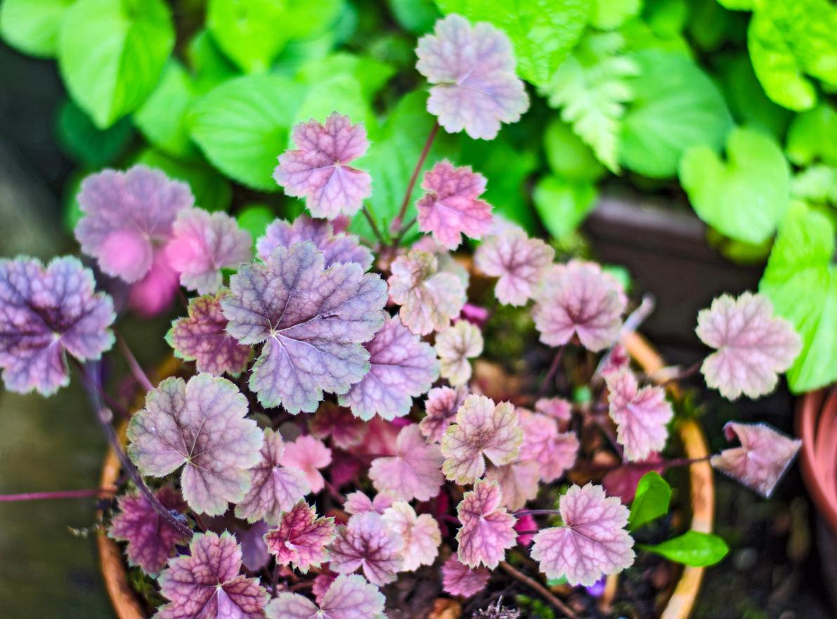 Close up of small coral bells in pot outside
