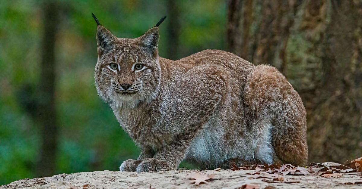 A lynx perches amongst the leaves on a rock in the forest