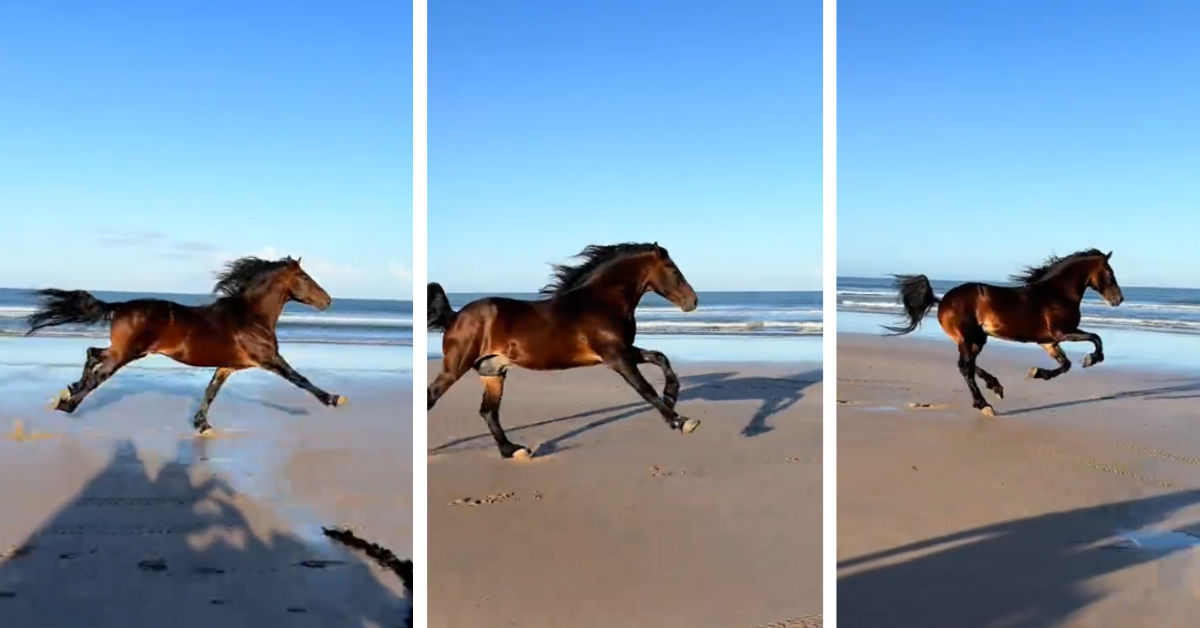 A rescue horse gallops on the beach in Morocco 