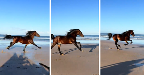 A rescue horse gallops on the beach in Morocco