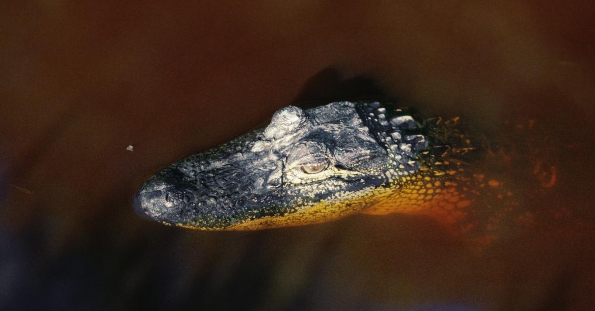 Baby alligator swimming in murky water. 