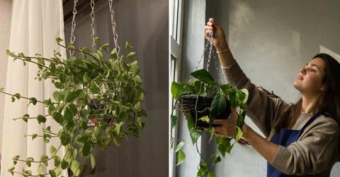 (L) A vine plant that is turning away from the light (Cover Image Source: Reddit | u/taxii_02) | (R) Woman with a hanging vine planter (Representative Cover Image Source: Getty Images | Westend61)