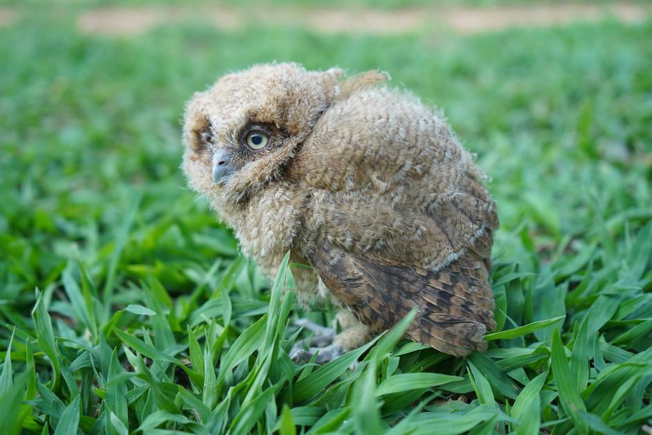 Stock photo of an chick standing on a lawn. 