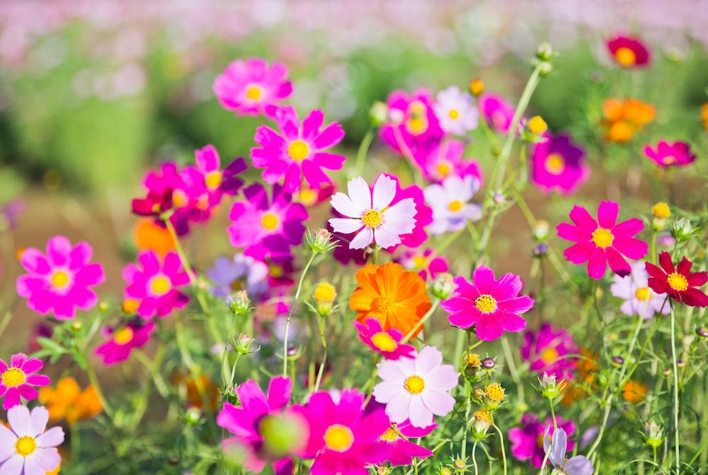 Colorful cosmo flowers in a field.