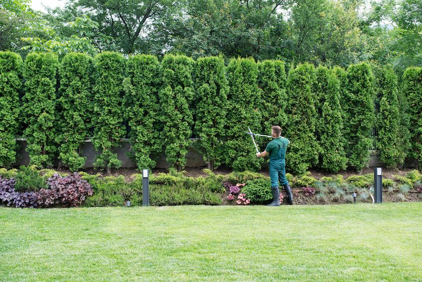 A gardener trimming a hedgerow