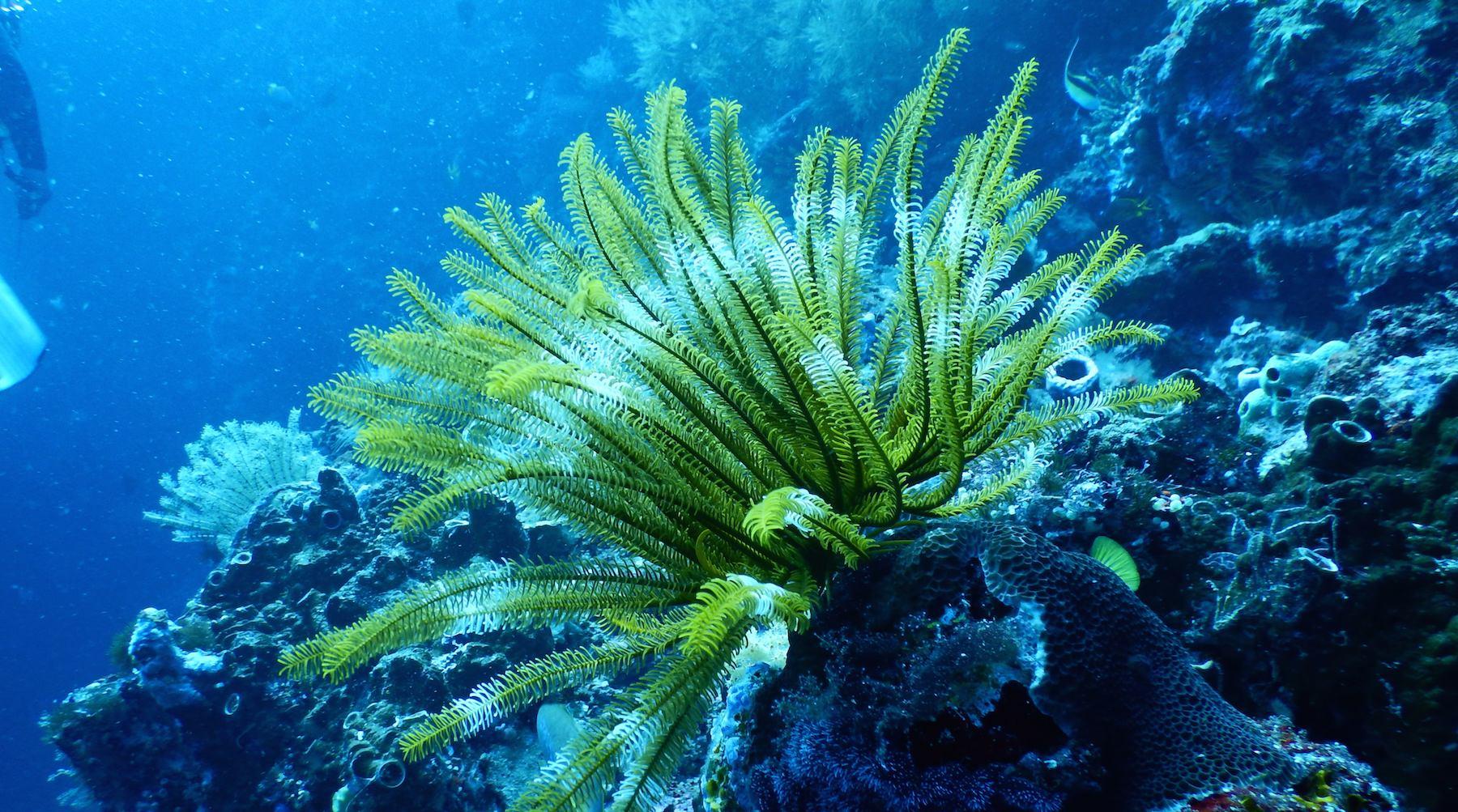 Underwater volcanoes in the Mediterranean - Oceanographic