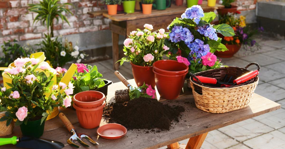 hydrangea care