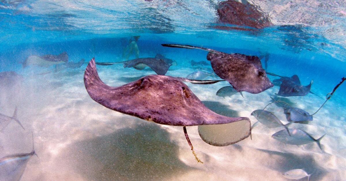 Photos of stingrays and fish swimming in the Caribbean