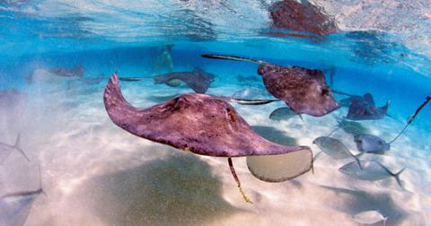 Photos of stingrays and fish swimming in the Caribbean