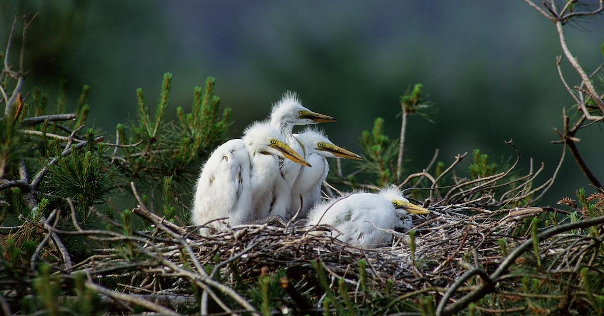 How to Save Baby Birds, Action