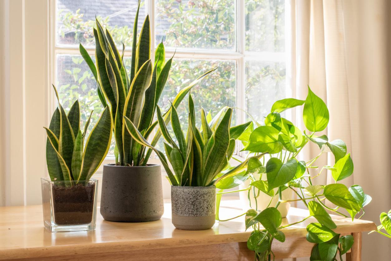 A collection of potted snake plants and a vine are pictured in a bright room on a table beside the window. 