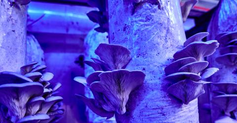 Pleurotus Ostreatus mushrooms being grown under a blue-violet light at Nãm Urban Farm in Lisbon, Portugal