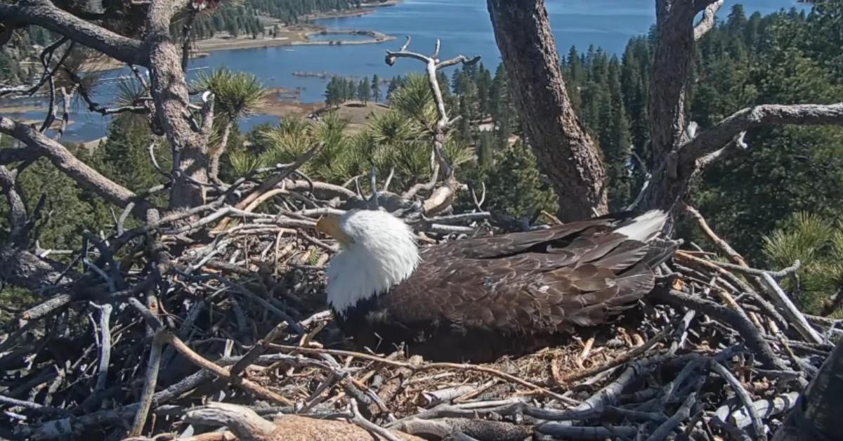 A bald eagle sits on a nest
