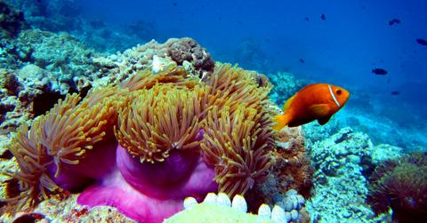 coral reef restoration
