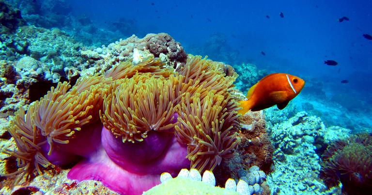 A Robot Just Delivered 100,000 Corals to the Great Barrier Reef