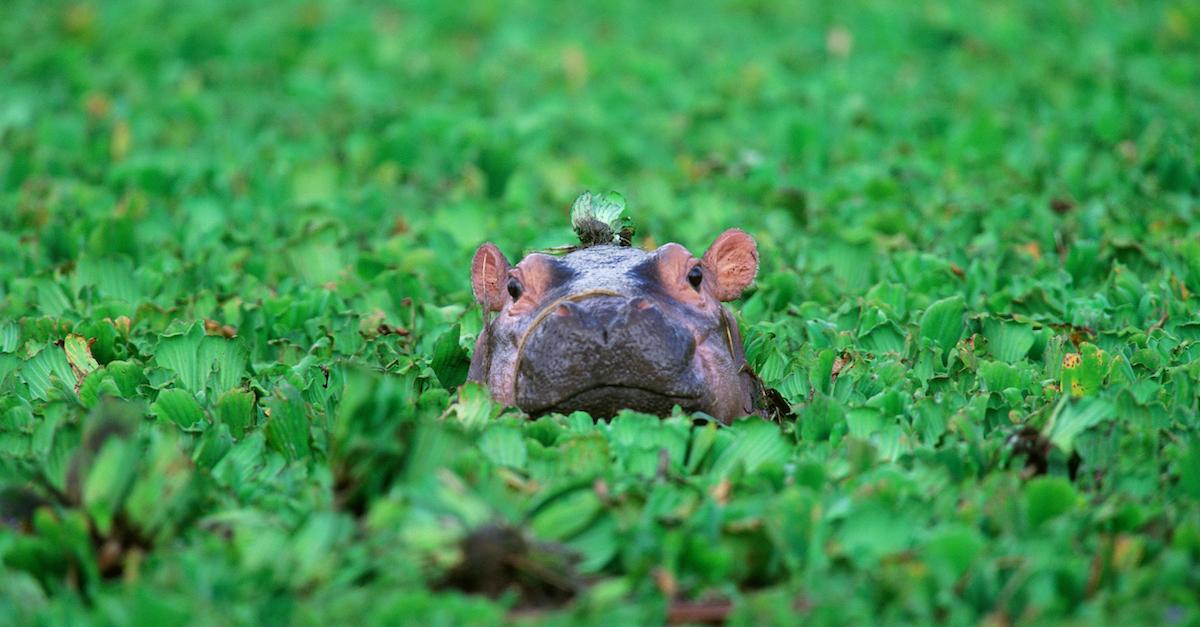 Cocaine Hippos