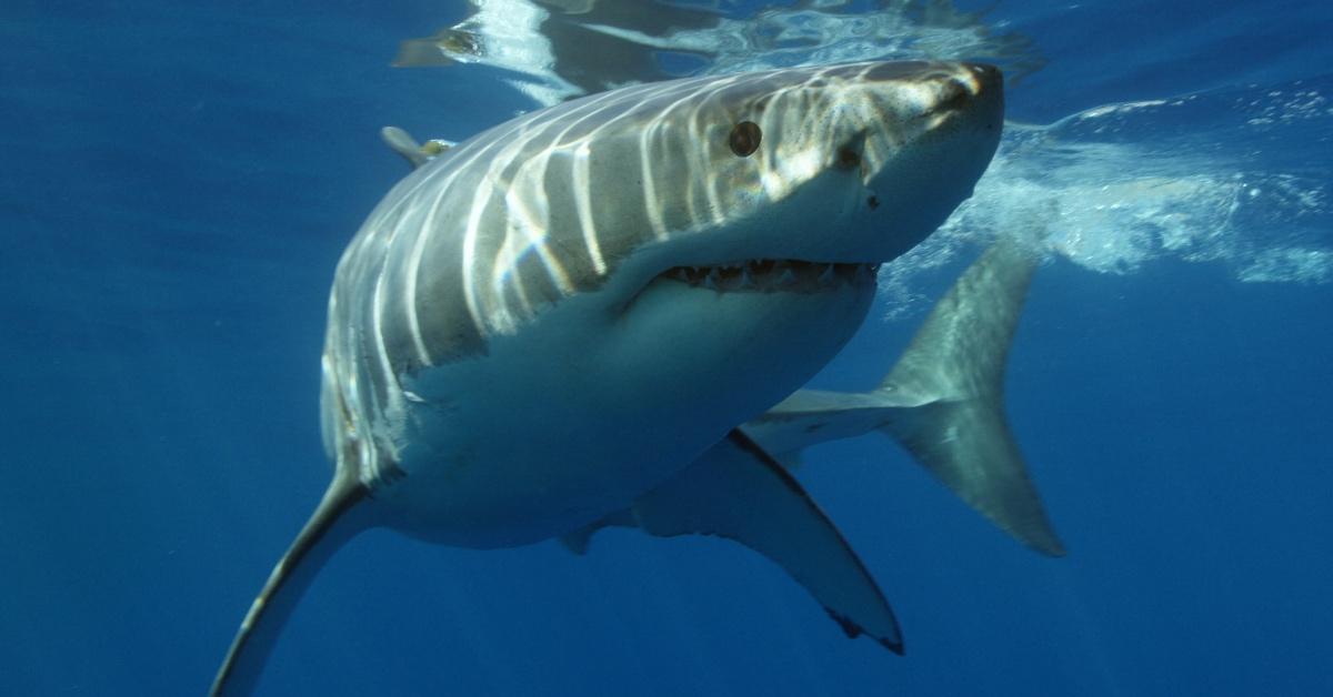 Scientists Believe Two Great White Sharks Are Best Friends