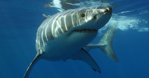 Great White shark alone in water