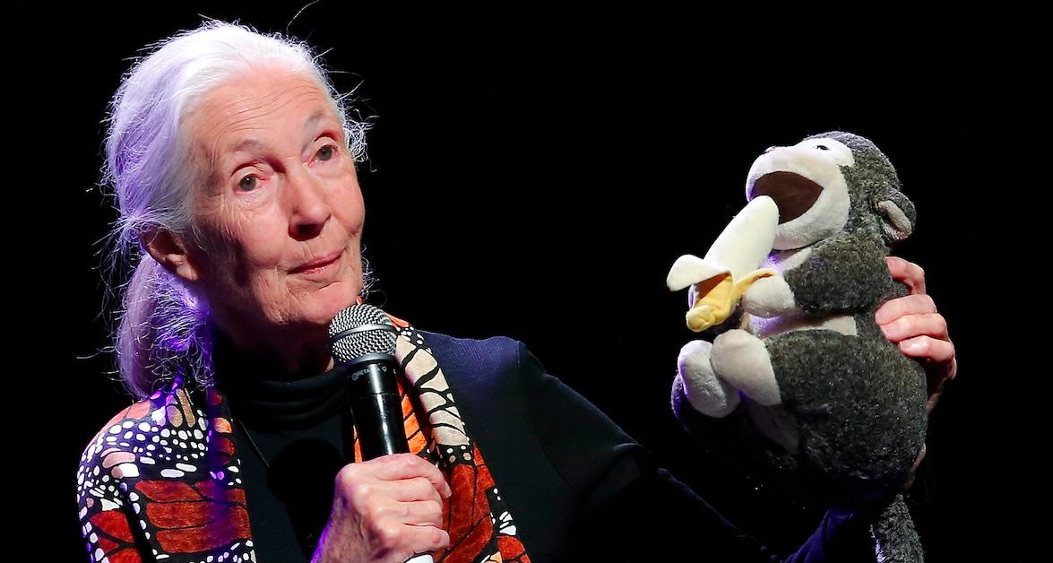jane goodall final interview