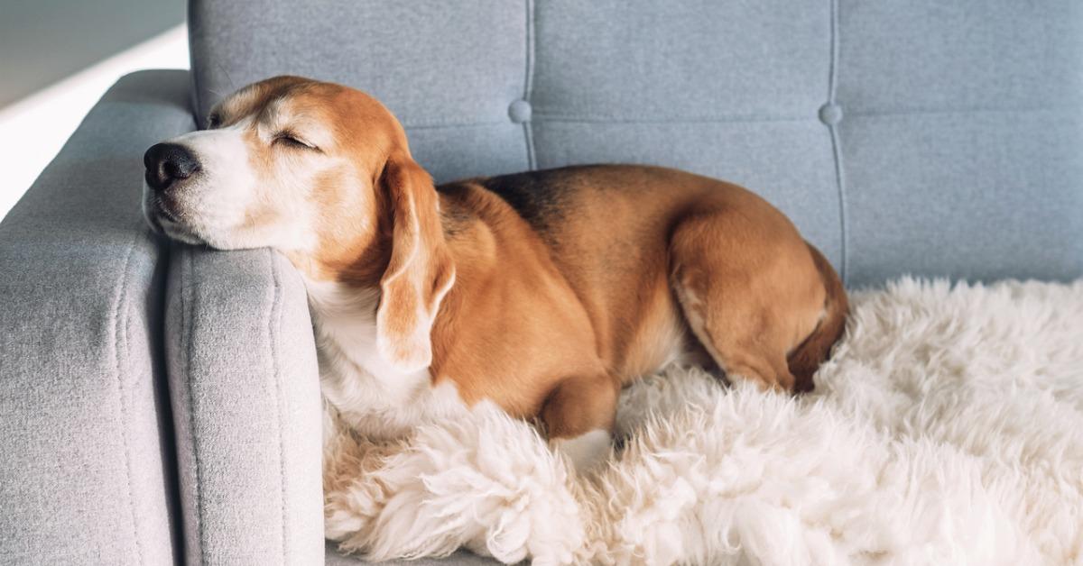 what essential oils are bad for dogs